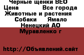 Черные щенки ВЕО › Цена ­ 5 000 - Все города Животные и растения » Собаки   . Ямало-Ненецкий АО,Муравленко г.